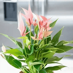Sapota Plants Wholesale