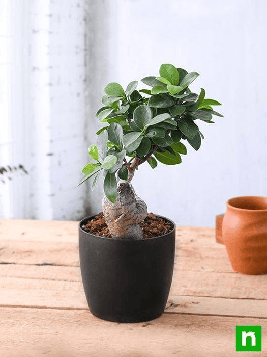 Ficus, Juniper, Miniature Trees & Artistic Bonsai Varieties
