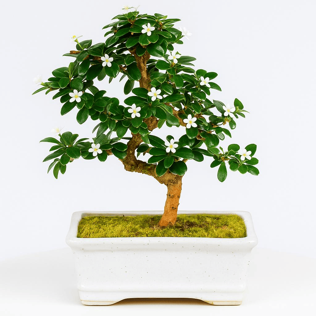 Perfect for Home & Office Decoration