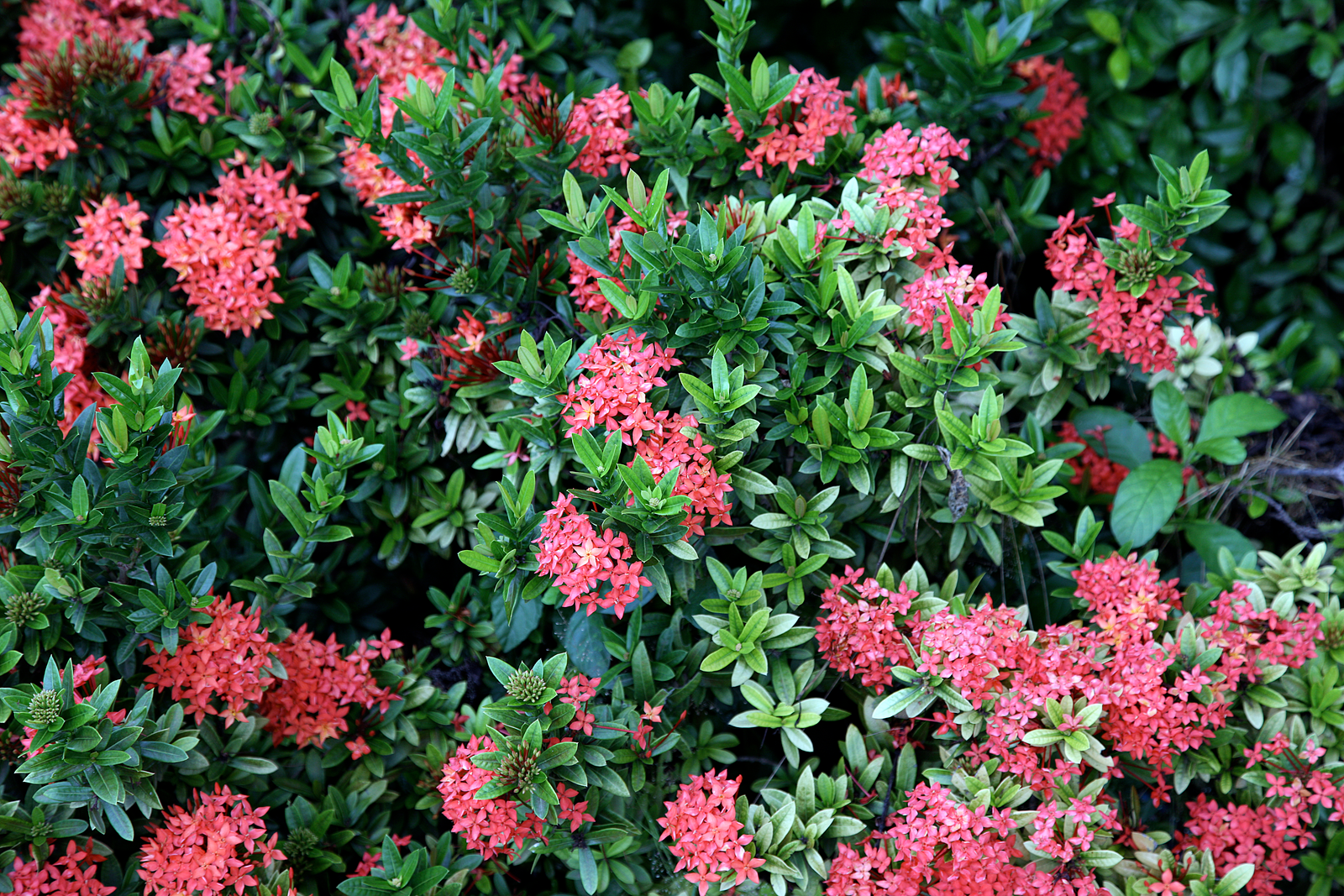Vibrant collection of shrubs