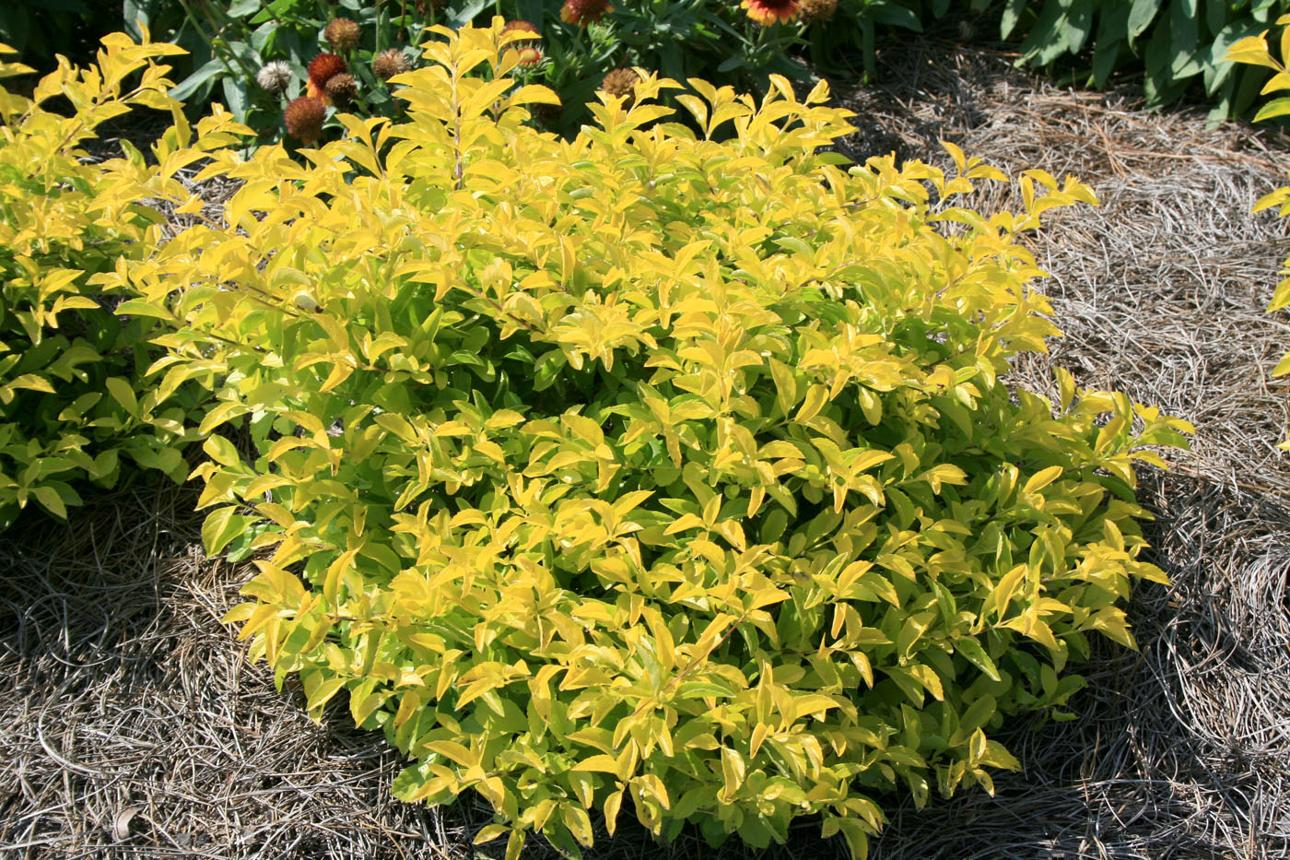 Mango Plants Wholesale